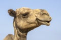 Smiling Camel Face