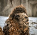 Smiling Camel Face Royalty Free Stock Photo