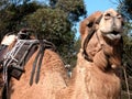Smiling camel ready for a ride Royalty Free Stock Photo