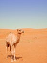 Smiling camel in Wahiba desert, Oman Royalty Free Stock Photo