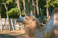 Smiling Camel at wooden surrounding Royalty Free Stock Photo