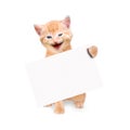 Smiling cat with banner isolated Royalty Free Stock Photo