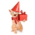 Smiling cat / kitten, happy birthday isolated Royalty Free Stock Photo