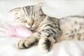 Smiling cat sleep on the bed Royalty Free Stock Photo