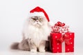 a smiling cat wear santa claus suit holding gift box on white background