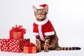 a smiling cat wear santa claus suit holding gift box on white background