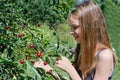 A smiling Caucasian girl picks a ripe cherry berry from a tree in the garden on a sunny day. Harvesting ripe cherries. Royalty Free Stock Photo