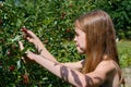 A smiling Caucasian girl picks a ripe cherry berry from a tree in the garden on a sunny day. Harvesting ripe cherries. Royalty Free Stock Photo
