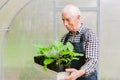 Senior gardener  working in greenhouse Royalty Free Stock Photo