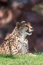 Smiling Cheetah Relaxing in Dappled Light