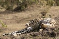 Smiling Cheetah At Rest Royalty Free Stock Photo