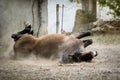 Smiling horse giving himself a good romp on earth