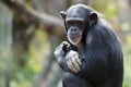 smiling chimpanzee portrait Royalty Free Stock Photo