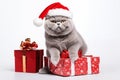 a smiling cat wear santa claus suit holding gift box on white background Royalty Free Stock Photo