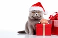 a smiling cat wear santa claus suit holding gift box on white background Royalty Free Stock Photo