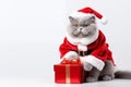 a smiling cat wear santa claus suit holding gift box on white background Royalty Free Stock Photo