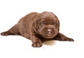 Smiling Chocolate puppy of breed Labrador on white