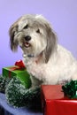 Smiling Christmas puppy