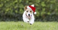 Smiling christmas santa happy pet dog puppy running in the grass Royalty Free Stock Photo