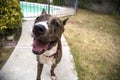 Smiling close up of a brindle dog