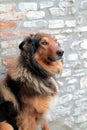 Smiling collie portrait