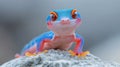 Smiling colorful gecko on rock Royalty Free Stock Photo
