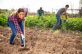 Columbian woman gardener hoeing soil on vegetable garden Royalty Free Stock Photo