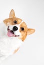 A smiling corgi dog, happy, closeup, clean background