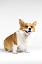 A smiling corgi dog, happy, closeup, clean background