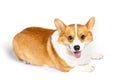 A smiling corgi dog, happy, closeup, clean background