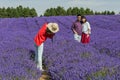 Smiling couple posing in Lavender field, Worcestershire, England.