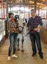 Smiling couple with white horse standing at stabling indoor Royalty Free Stock Photo