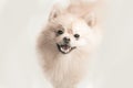 Smiling cream pomeranian puppy