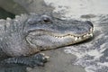 Smiling Crocodile Royalty Free Stock Photo
