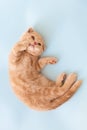 Smiling cute cat. Cute little scottish fold kitten lying on blue background. Close up