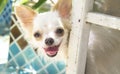 Smiling cute chihuahua dogs Royalty Free Stock Photo