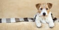 Smiling cute pet dog puppy lying on the sofa, web banner Royalty Free Stock Photo