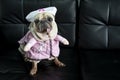 Smiling cute pug dog dressed like a nurse. Pug dog wearing costume sitting on sofa with tongue sticking out Royalty Free Stock Photo