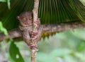 Smiling cute tarsier sitting on a tree, Bohol Royalty Free Stock Photo