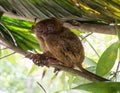 Smiling cute tarsier sitting on a tree, Bohol Royalty Free Stock Photo