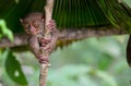 Smiling cute tarsier sitting on a tree, Bohol Royalty Free Stock Photo