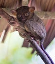 Smiling cute tarsier sitting on a tree, Bohol Royalty Free Stock Photo