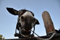 The Smiling Cyprus Donkey with Flies on his Head Royalty Free Stock Photo