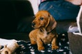 Smiling dachshund puppy Royalty Free Stock Photo