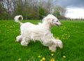 Smiling Delighted Sight Hound Romping in Dandelion Grassy Field