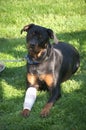 Smiling Dog with Bandaged Leg Royalty Free Stock Photo