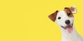 Smiling dog closeup portrait isolated on bright yellow background Royalty Free Stock Photo