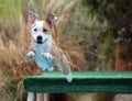 Smiling dog diving off of a dock ears in the air