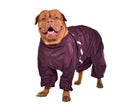 Smiling dog dressed with wine red raincoat Royalty Free Stock Photo