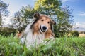 Smiling dog, funny gold rough collie